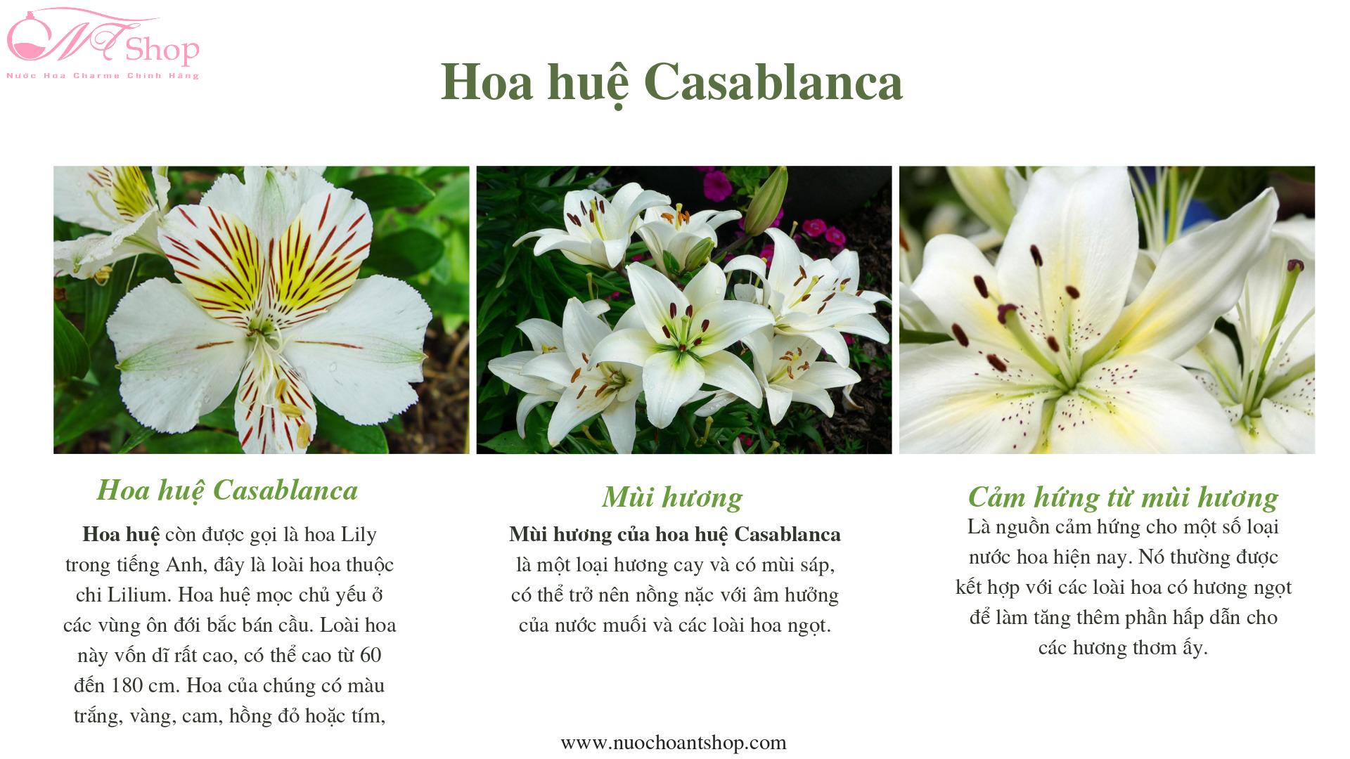 hương hoa huệ casablanca