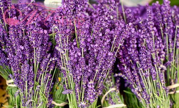 huong-hoa-oai-huong-lavender